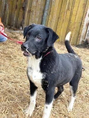 CAMILLO, Mixed Breed (Tier-Not-Hilfe)