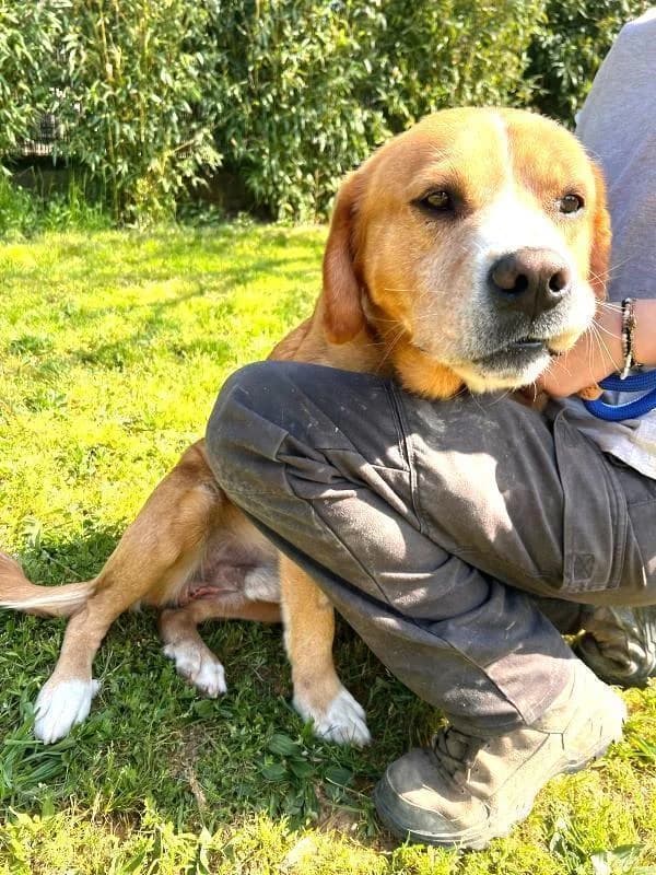 MARIO, male 5yo Labrador Retriever for adoption at Tier-Not-Hilfe