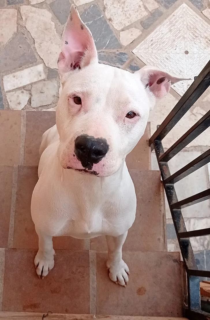 DREI, female senior Pit Bull Terrier for adoption at Tier-Not-Hilfe