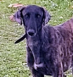 COBY, Galgo Español (Tier-Not-Hilfe)