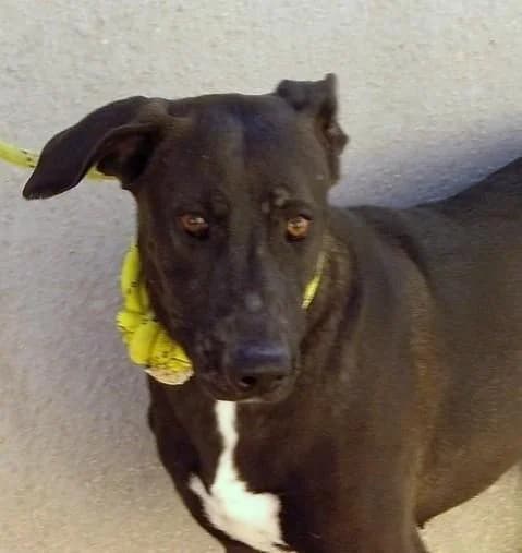 CHANEL, female senior Labrador Retriever for adoption at Tier-Not-Hilfe