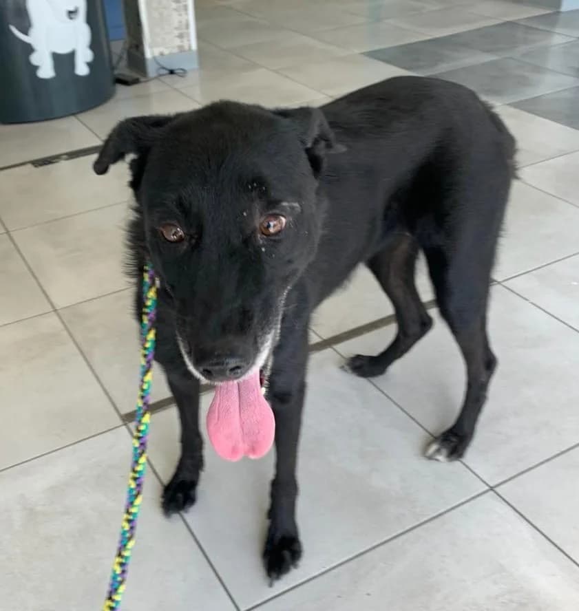 LIMMA, female senior Labrador Retriever for adoption at Tier-Not-Hilfe