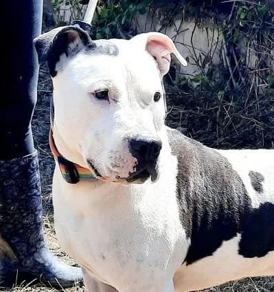 ZWEI KLASSE, male senior American Staffordshire Terrier for adoption at Tier-Not-Hilfe