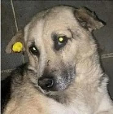 Der alte, male senior mixed breed for adoption at Tier-Not-Hilfe