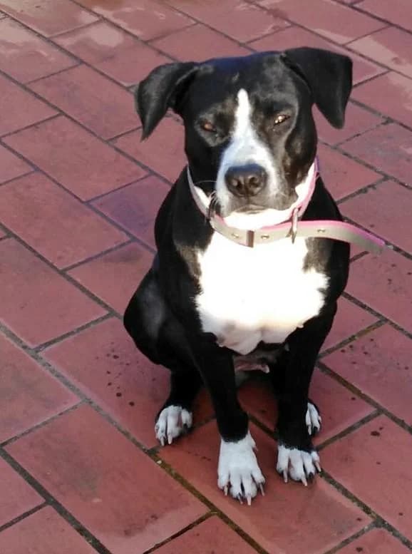 LUNA, schwarz female senior Bull Terrier for adoption at Tier-Not-Hilfe