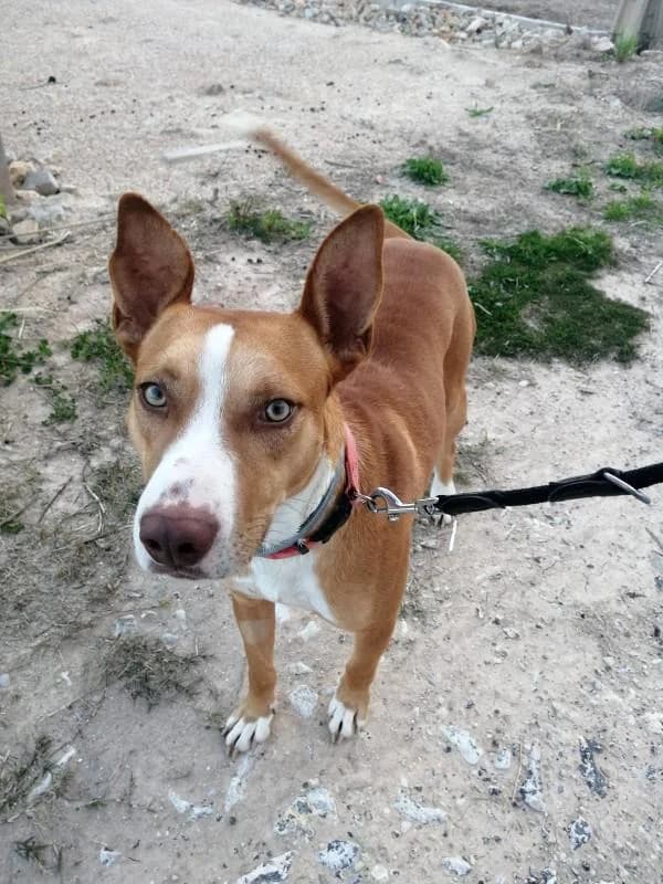 BRAD, male 5yo Podenco for adoption at Tier-Not-Hilfe