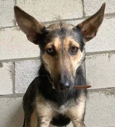 WANDA, German Shepherd (Tier-Not-Hilfe)