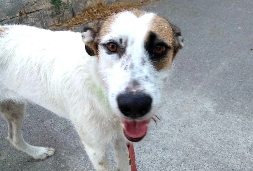 LENA, female 5yo Galgo Español for adoption at Tier-Not-Hilfe