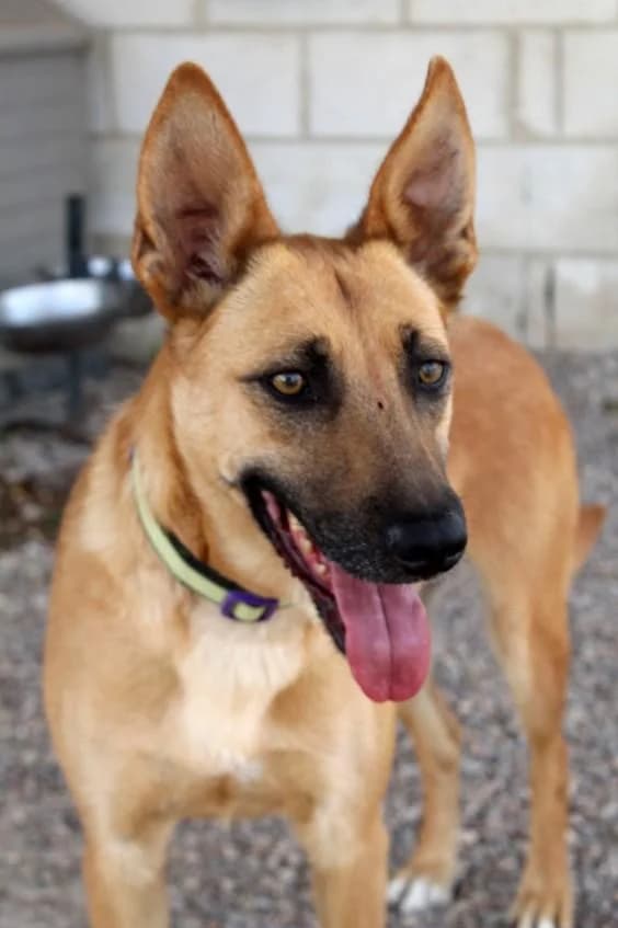 KIKA, female 6yo German Shepherd for adoption at Tier-Not-Hilfe