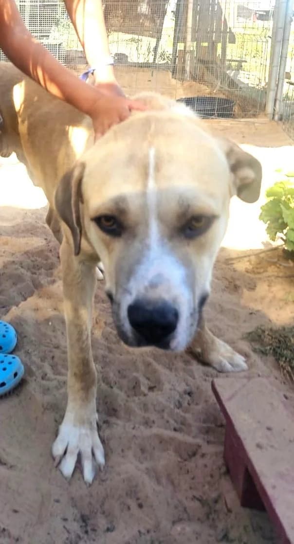 BEETHOVEN, male 5yo Labrador Retriever for adoption at Tier-Not-Hilfe
