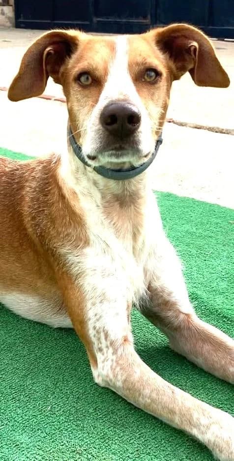 JUMPER, male 5yo Podenco for adoption at Tier-Not-Hilfe