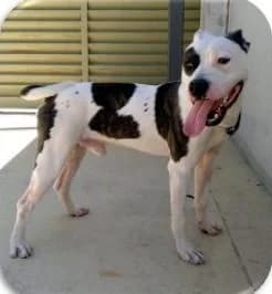 L E O, male 7yo American Staffordshire Terrier for adoption at Tier-Not-Hilfe