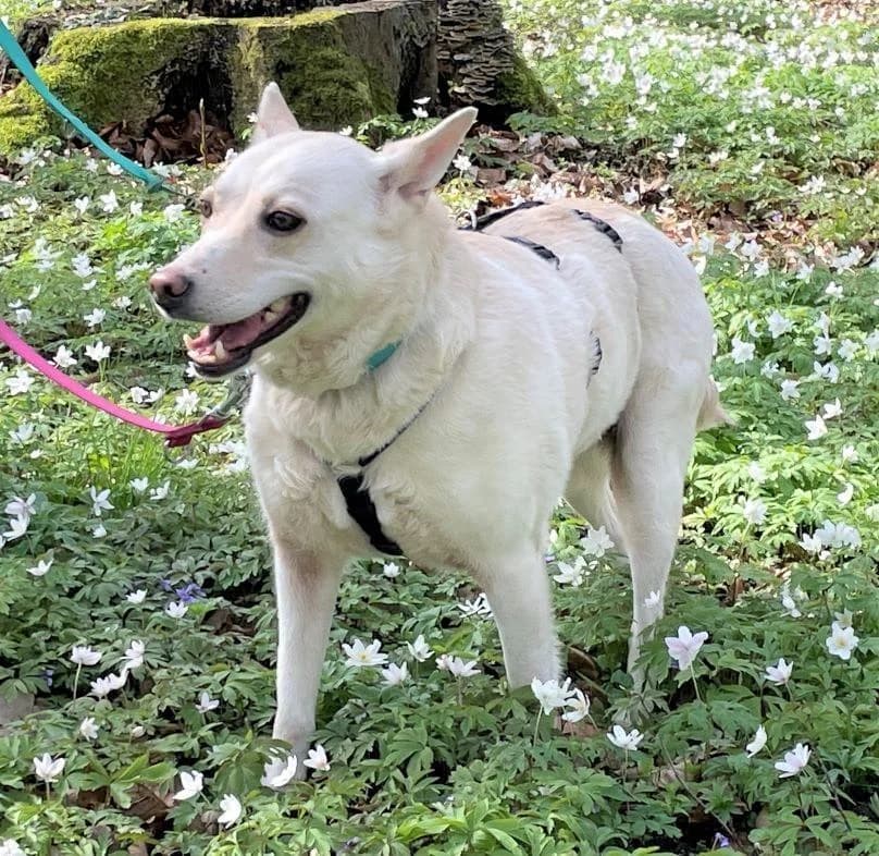 ALBINA, female senior German Shepherd for adoption at Tier-Not-Hilfe