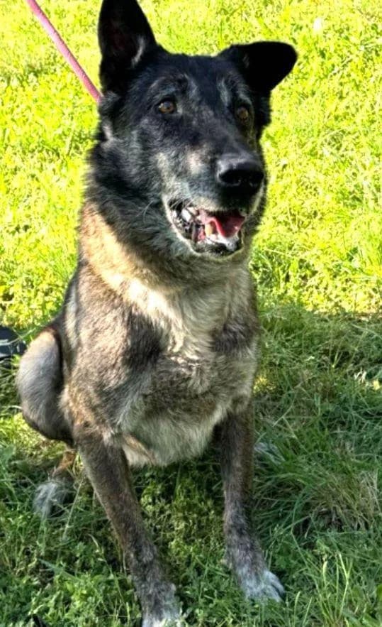 NELSON, male senior Belgian Malinois for adoption at Tier-Not-Hilfe