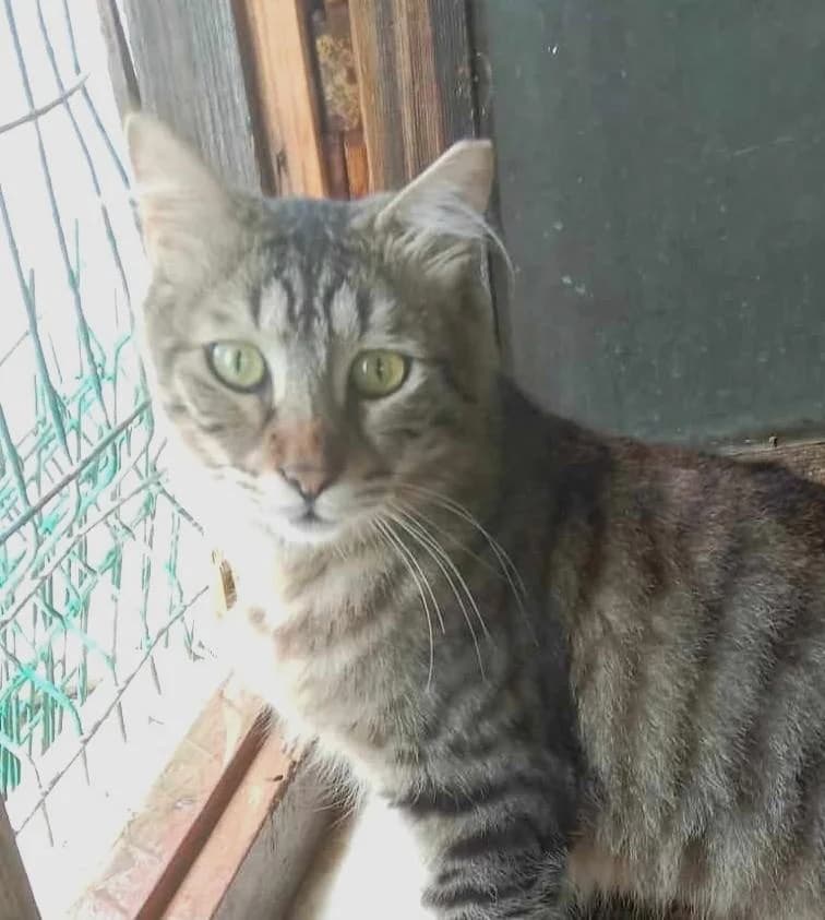 TOPRAK & CAKIR, male 3yo European Shorthair for adoption at Tier-Not-Hilfe