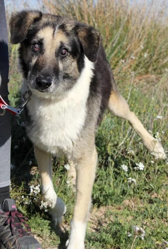 CARONTE, male senior German Shepherd for adoption at Tier-Not-Hilfe
