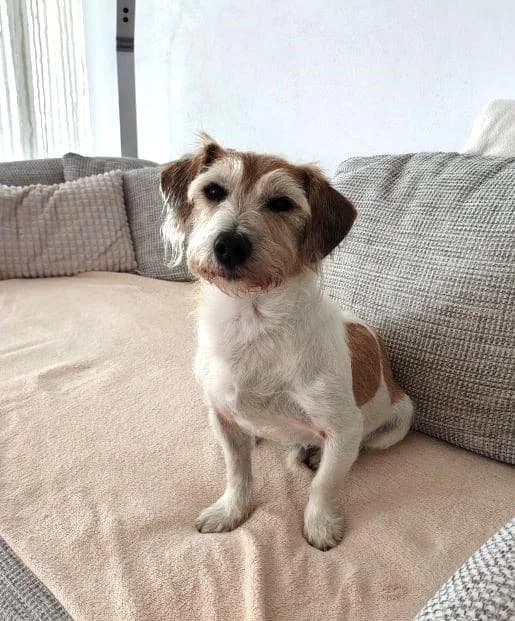 VICO, male senior mixed breed for adoption at Tier-Not-Hilfe