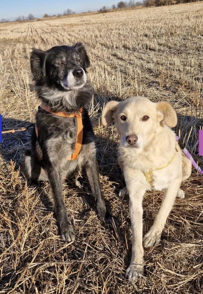 MADELEINE & BONBON, cremefarben female senior Mixed Breed for adoption at Tier-Not-Hilfe