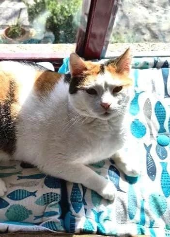 Sehr verschmustes, female 5yo European Shorthair for adoption at Tier-Not-Hilfe