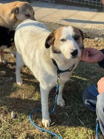Gemütliche, female 5yo Mixed Breed for adoption at Tier-Not-Hilfe