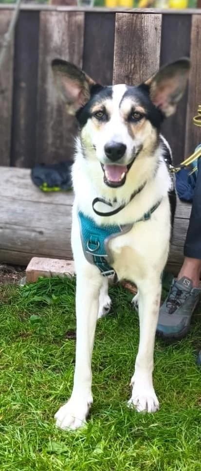 DONNA, female young Mixed Breed for adoption at Tier-Not-Hilfe
