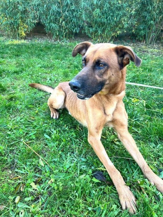GINGER, male 6yo Belgian Malinois for adoption at Tier-Not-Hilfe