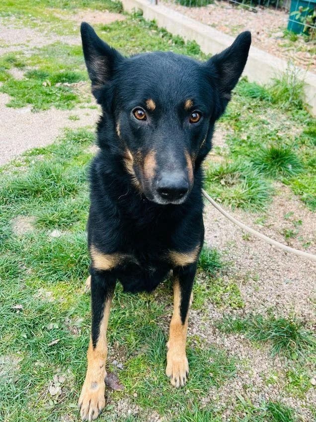 JAFAR, male 4yo Mixed Breed for adoption at Tier-Not-Hilfe