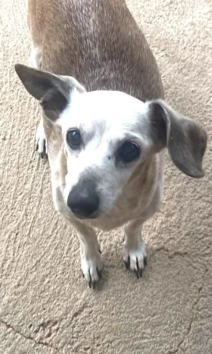 PONT, male senior Jack Russell Terrier for adoption at Tier-Not-Hilfe