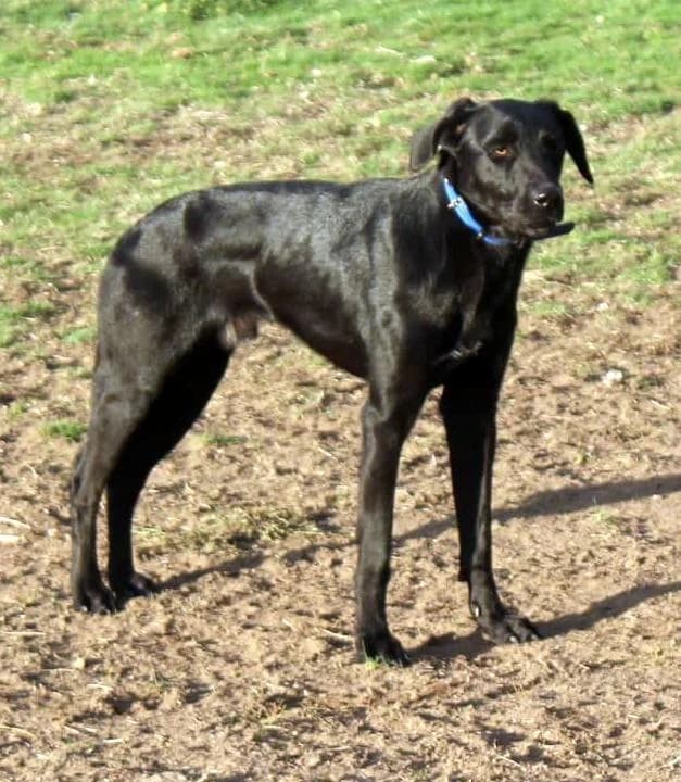 BRIAN, Mixed Breed (Tier-Not-Hilfe)