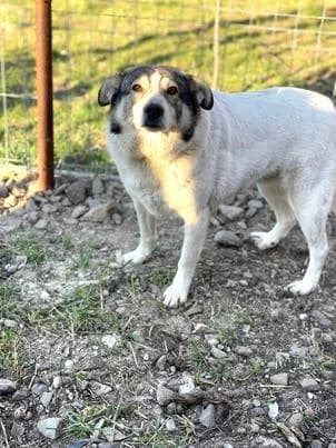Entspannte, female 7yo Mixed Breed for adoption at Tier-Not-Hilfe