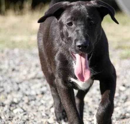 DELA, female senior Mixed Breed for adoption at Tier-Not-Hilfe