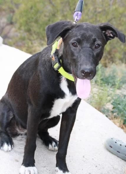 DELA, female senior Mixed Breed for adoption at Tier-Not-Hilfe