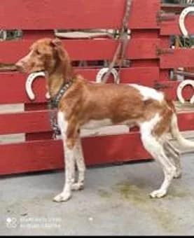 MOSES, male 6yo Mixed Breed for adoption at Tier-Not-Hilfe