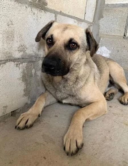 ATLAS, male 7yo Mixed Breed for adoption at Tier-Not-Hilfe