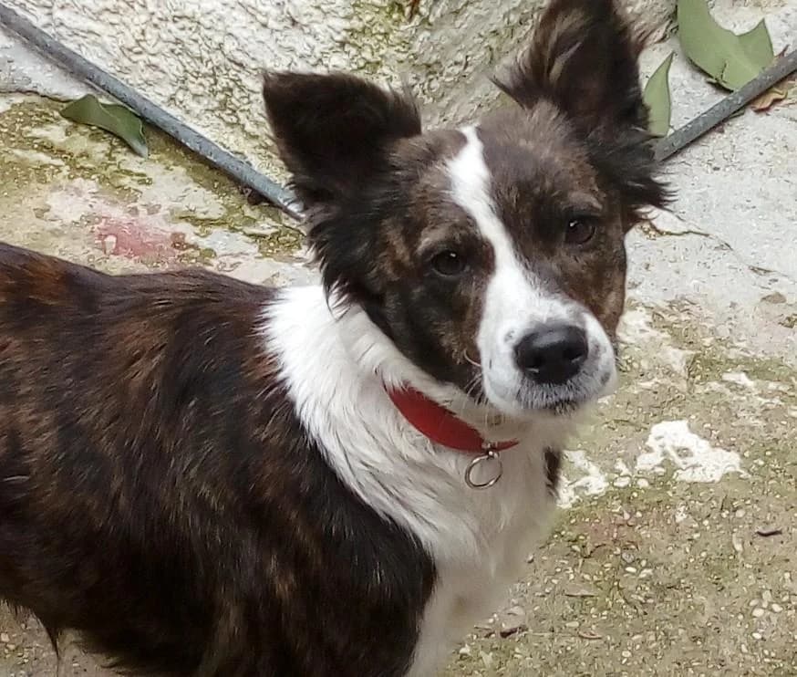 ROXY, female 7yo Mixed Breed for adoption at Tier-Not-Hilfe