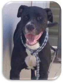 CORA, female senior Labrador Retriever for adoption at Tier-Not-Hilfe