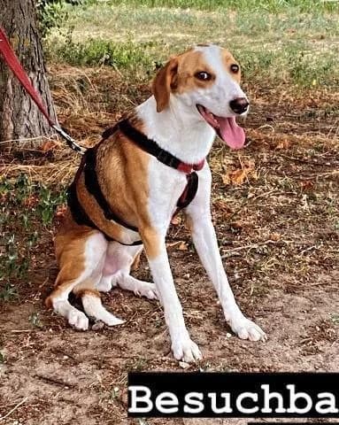 LORENZO, male 4yo Mixed Breed for adoption at Tier-Not-Hilfe