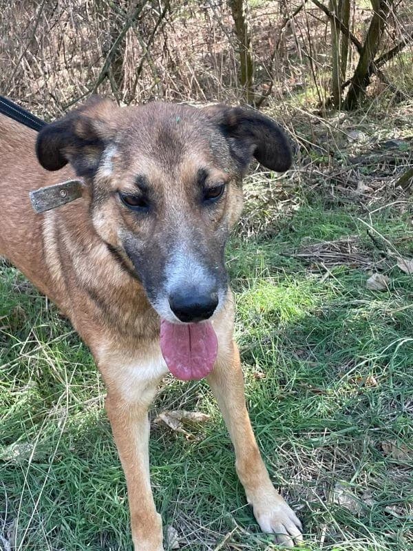 PEPINO, male 6yo Mixed Breed for adoption at Tier-Not-Hilfe