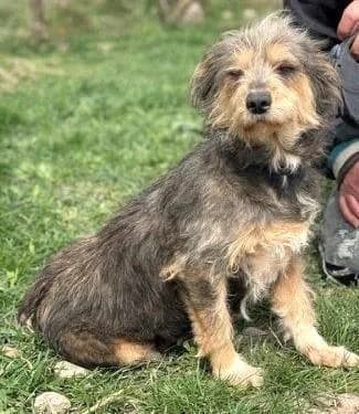 HEDWIG, female senior Mixed Breed for adoption at Tier-Not-Hilfe