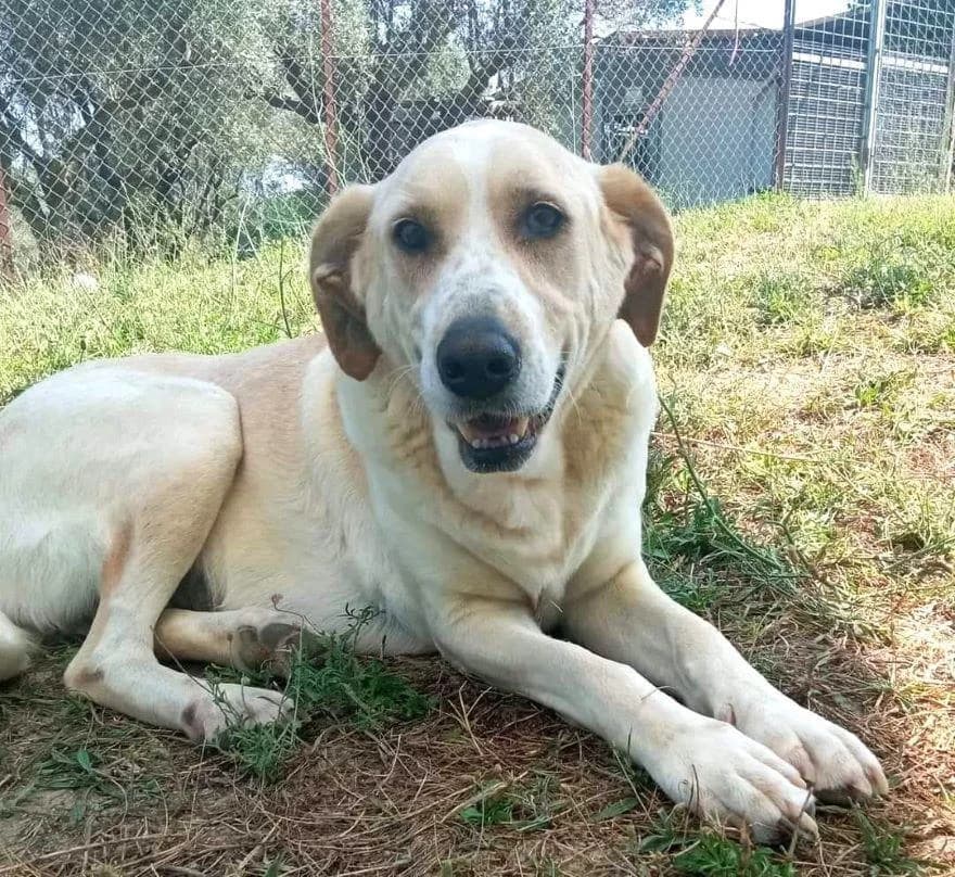 💔AURELIA, female senior Mixed Breed for adoption at Tier-Not-Hilfe