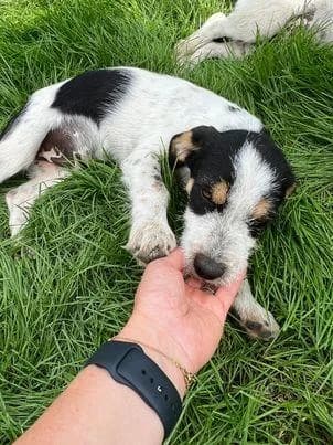NORIS, male 4yo Mixed Breed for adoption at Tier-Not-Hilfe