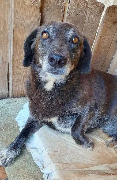 MERLIN, male senior Mixed Breed for adoption at Tier-Not-Hilfe