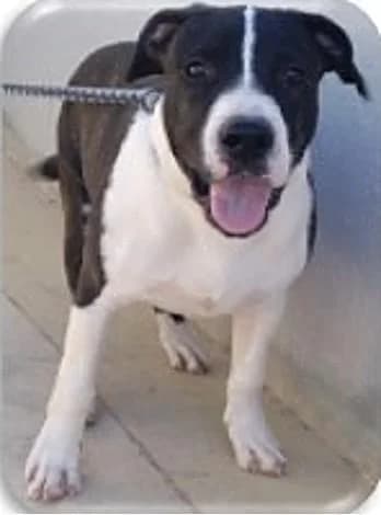 TYSON, male 6yo American Staffordshire Terrier for adoption at Tier-Not-Hilfe