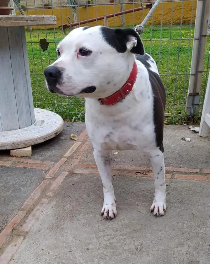 DREI, male senior American Staffordshire Terrier for adoption at Tier-Not-Hilfe