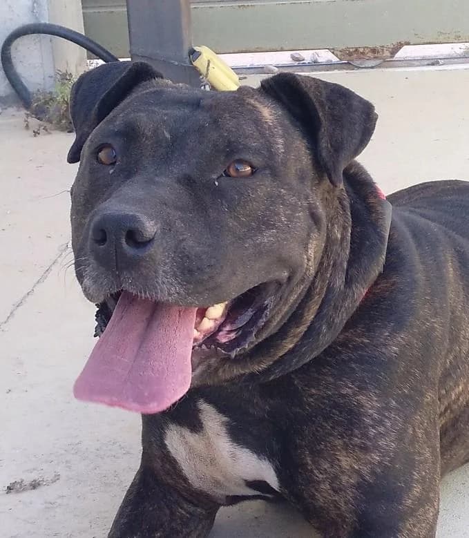 NIEBLA, female senior American Staffordshire Terrier for adoption at Tier-Not-Hilfe