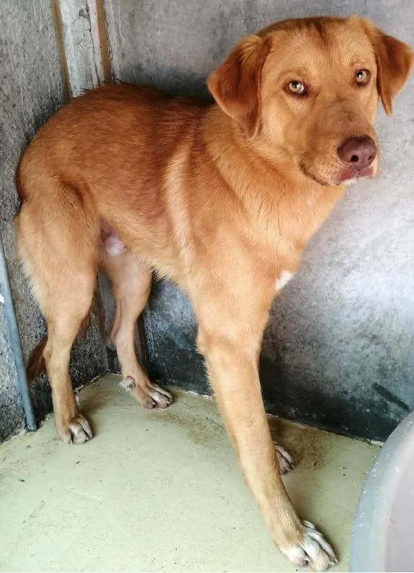 TRIKI, male senior Labrador Retriever for adoption at Tier-Not-Hilfe