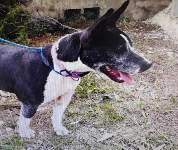 DANA, female senior Bull Terrier for adoption at Tier-Not-Hilfe