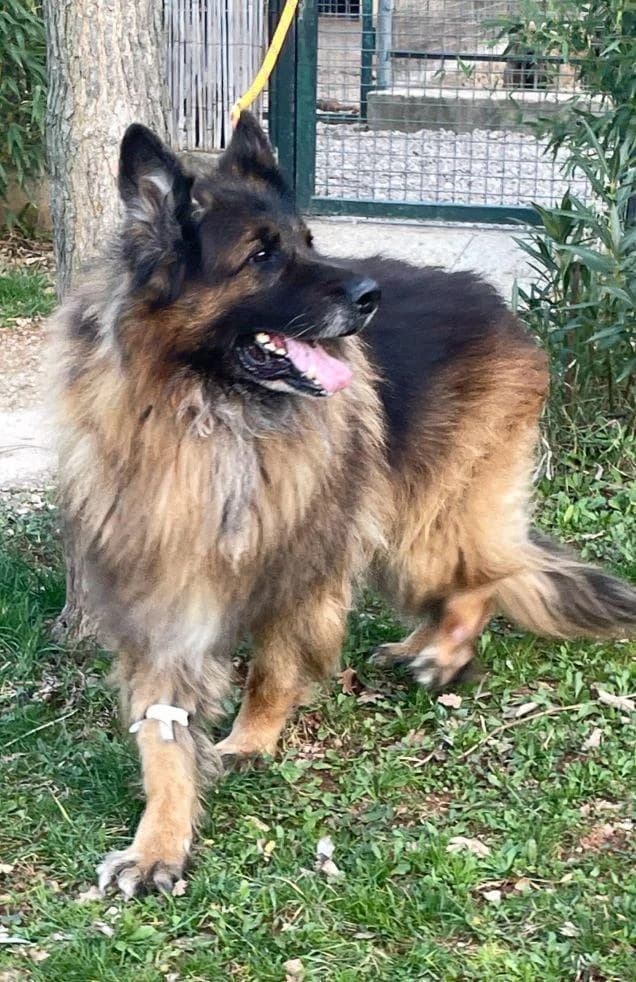 NESTOR, male senior Mixed Breed for adoption at Tier-Not-Hilfe