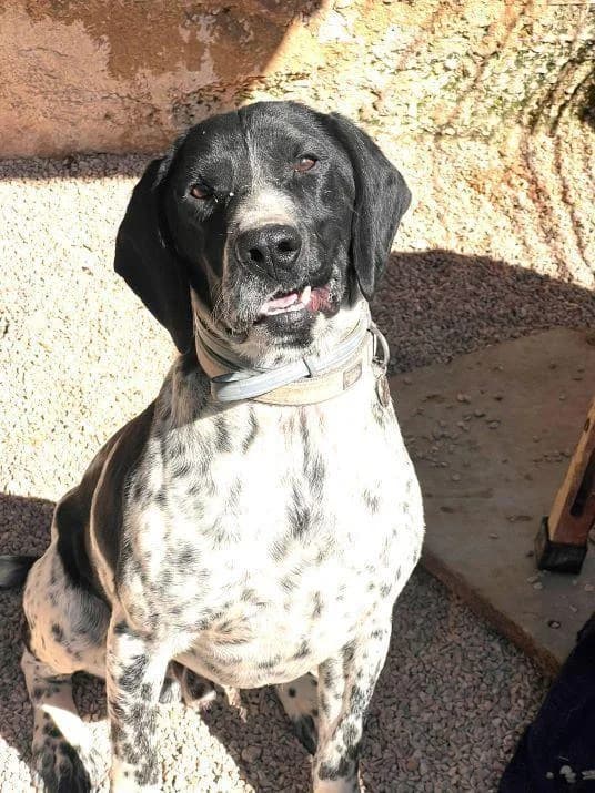 JASPER, male 3yo Pointer for adoption at Tier-Not-Hilfe