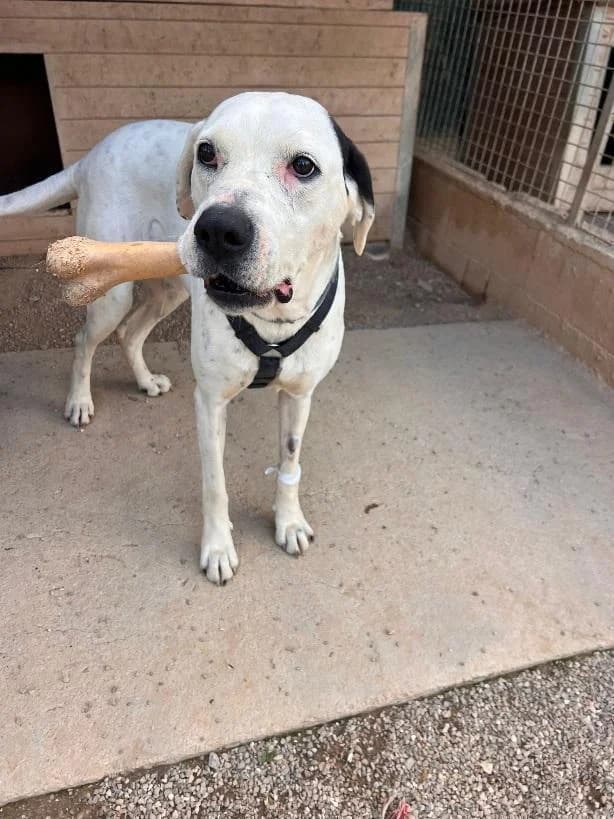 POUPY, female 7yo Mixed Breed for adoption at Tier-Not-Hilfe